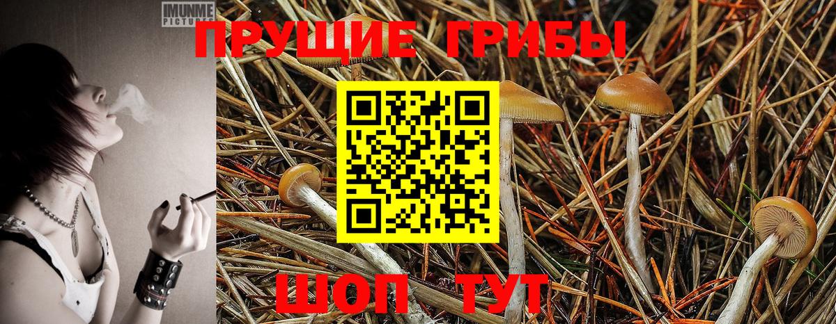 купить наркоту  Псилоцибиновые грибы GOLDEN TEACHER  Вход с VPN  Кинель 